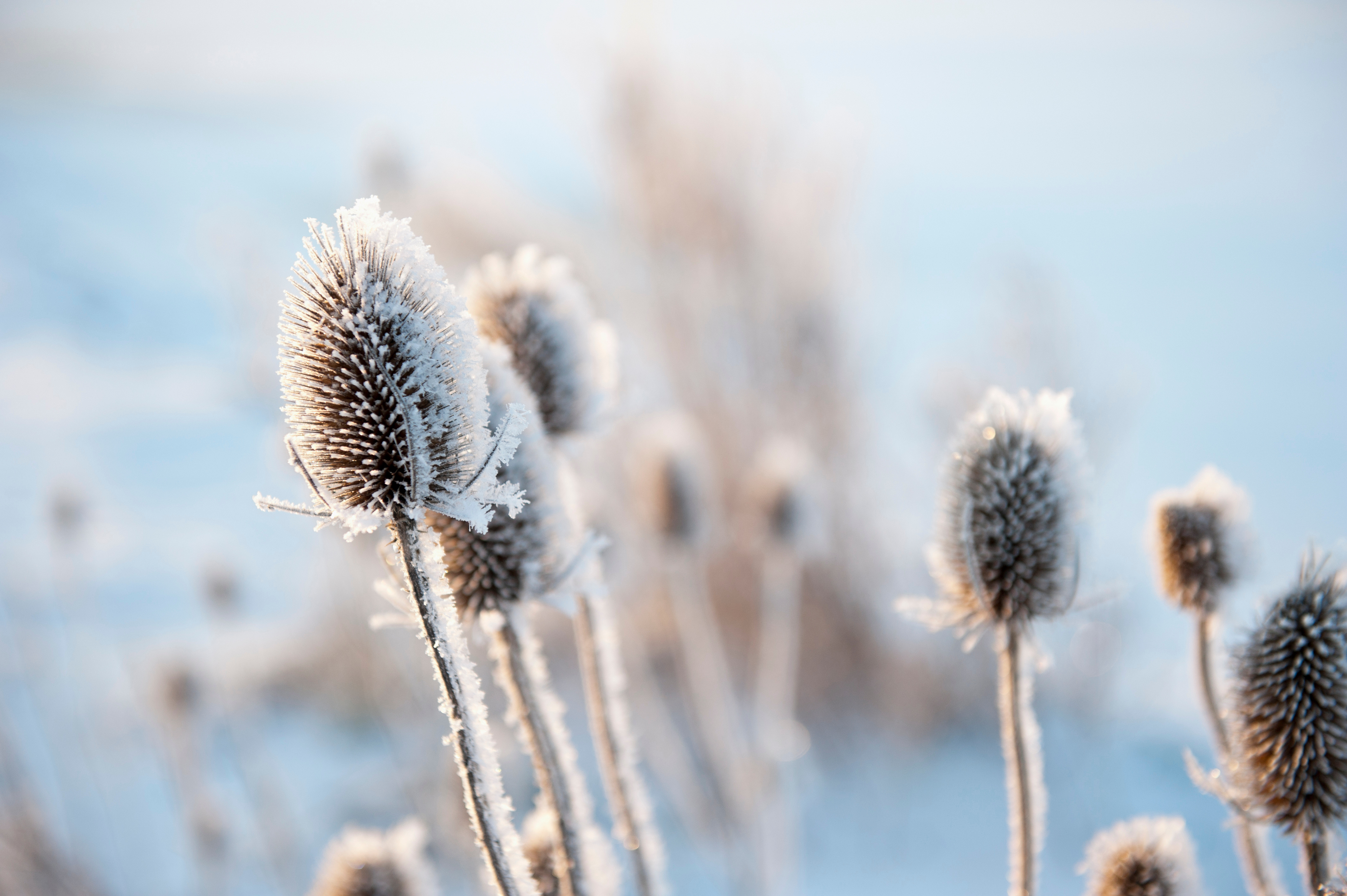 winter landscape